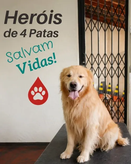 Doação de Sangue Salva Vidas
