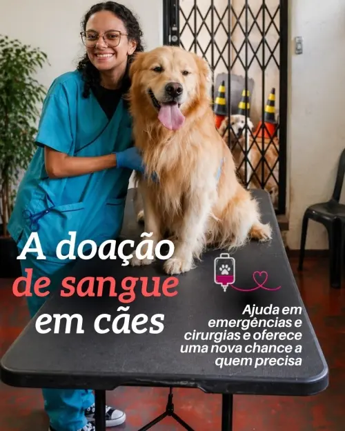 Doação de Sangue Salva Vidas